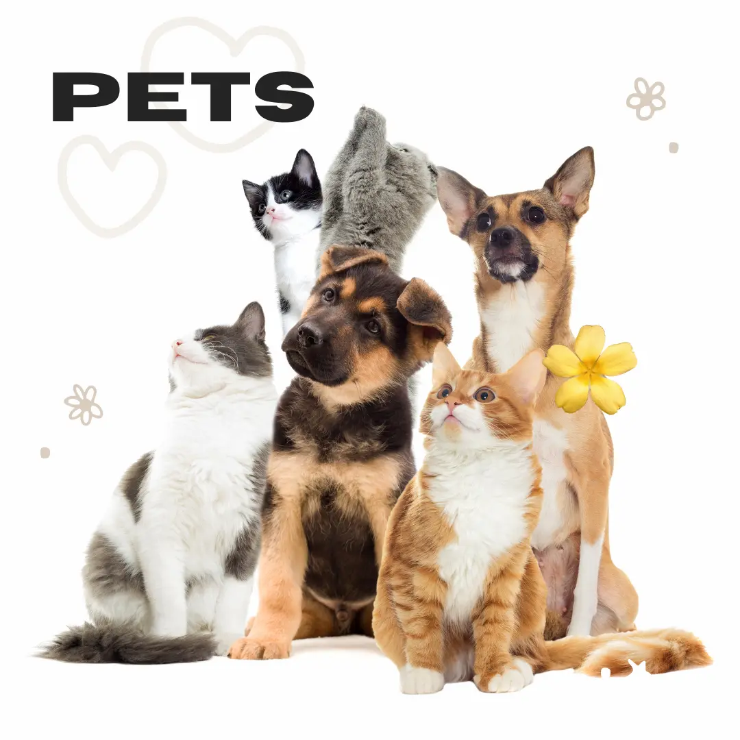 for pets Renaissance Shop -rshopusa